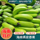 桃西村海南綠皮青香蕉 高山薄皮甜香蕉自然熟寶寶輔食香蕉新鮮水果整箱10斤 精品香蕉 I 家庭分享