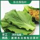 鮮姿東北新鮮白菜葉飯包大白菜葉子打包菜葉新鮮蔬菜 白菜葉20片
