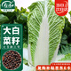 壽禾 北京新三號大白菜種子苗秋季蔬菜籽 濰育北京新三號白菜種子10g