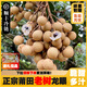 福建莆田新鮮龍眼高山種植桂圓現(xiàn)摘現(xiàn)發(fā)冷鏈到家當季新鮮水果包郵 莆田老樹龍眼【實惠裝-陸運】 5斤