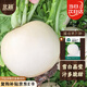 北蔬 蘿卜種子苗春不老大圓白蘿卜甜脆秋季蔬菜種籽 圓白蘿卜種子15g