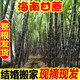 桃西村整根 新鮮甘蔗 海南新鮮甘蔗 黑皮甘蔗 結(jié)婚 搬家 喬遷紅皮甘蔗 7斤 2根帶頭尾1.6米