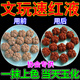 金剛菩提保養(yǎng)油文玩包漿上色玉化液星月菩提百香籽手串把玩防裂油 文玩包漿玉化油