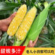 魯韻憶鄉(xiāng)水果玉米新鮮糯玉米現(xiàn)摘當季農(nóng)家甜糯嫩苞米棒子帶皮非轉(zhuǎn)基因玉米 水果玉米帶箱3-4斤