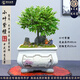 潮裕盆景小葉紫檀盆景老樁植物室內(nèi)造型綠植擺件造景庭院客廳玄關(guān)辦公好養(yǎng) 老樁小葉紫檀15 高端盆景/一物一拍