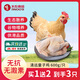 天農(nóng)食品清遠(yuǎn)嶺南童子雞冷凍供港黃羽雞新鮮無(wú)抗雞肉農(nóng)家散養(yǎng)土雞清蒸烤雞 童子雞600-800g