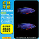 三湖慈鯛魚(yú)黑線(xiàn)王子活體中小型耐養易活熱帶觀(guān)賞魚(yú)淡水魚(yú) 8-10cm紅肚天使1條