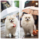馨萌宣純種博美幼犬活體寵物狗狗長(zhǎng)不大茶杯犬博美小狗球體博美狗狗 寵物級(jí) 隨機(jī)發(fā) 母