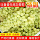 【爆甜多汁】新疆吐魯番軟籽白葡萄新鮮青提提子馬奶提子水晶葡萄 4.8-5.2斤【常規款】