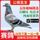 鴿子活一對公母原配信鴿公棚血統賽鴿種鴿活物觀(guān)賞鴿活體血統鴿 雨點(diǎn) 種鴿【楊阿騰血統】一對