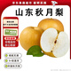 騎猴趕馬山東萊陽(yáng)秋月梨【源頭直發(fā)】水果新鮮送禮團購水果禮盒現摘秋月梨 5斤【商超普裝 | 約5-8個(gè)】?jì)糁?.5斤 【老樹(shù)精選果，更好吃】