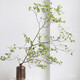 日本進口吊鐘綠植鮮切帶葉水培植物侘寂風(fēng)北歐水養(yǎng)枝條馬醉木室內(nèi) 進口吊鐘 1.3米