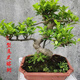 小葉榕樹(shù)盆景老樁造型辦公室內客廳大型綠植桌面盆栽庭院陽(yáng)臺植物 大號S造型40-45左右高代選