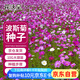 花沃里波斯菊花種子約10g/包 花卉種子家庭盆栽花籽陽(yáng)臺辦公庭院草籽