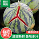 正宗冰糖麒麟西瓜超甜8424新鮮薄皮現摘無(wú)籽有籽新鮮水果美都西瓜 10斤