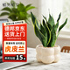 植男植女虎皮蘭盆栽奶油風綠植室內好養(yǎng)凈化空氣虎尾蘭源頭直發(fā)
