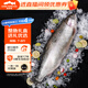 龍羊峽冰鮮國產(chǎn)青海三文魚整條禮盒7斤高原虹鱒送禮生鮮魚類源頭直發(fā)