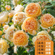 臨雅薔薇花苗藤本月季特大花樹庭院爬藤植物花卉盆栽陽臺(tái)玫瑰四季開花 瑪格麗特王妃（大花四季） 升級爬藤款