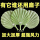 收米新款仿玉貝殼扇加厚耐用超涼快古風(fēng)扇子蒲扇便攜式手搖扇 貝殼扇【2個(gè)裝】