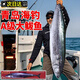青島大鲅魚(yú) 20斤/條可選 新鮮冷凍山東特大 馬鮫魚(yú)整條鲅魚(yú)片 15斤一條 整條 新鮮海捕