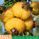 貴州野生鮮果刺梨【順豐-多地次日達(dá)】現(xiàn)摘現(xiàn)發(fā)新鮮刺梨果維C王 500g