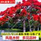 正宗鳳凰木樹(shù)苗開(kāi)紅花櫻樹(shù)苗藍花櫻大樹(shù)別墅庭院綠化盆栽地栽植物 紅花鳳凰木 5年苗【推薦種植 樹(shù)形優(yōu)美】送肥料