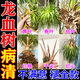 施聚農龍血樹急復活液爛根爛心芍藥龍須樹黃葉干尖枯黃黑斑病專用營養(yǎng)液 【單瓶】體驗裝