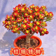 紅花玉樹(shù)紅葉老樁多頭多肉群生植物盆栽陽(yáng)臺綠植花卉辦公室新手 五年紅搖錢(qián)樹(shù)(不帶盆)越養越紅