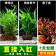 瘋狂水草（FKSC）真水草魚缸造景套餐凈化水質(zhì)懶人魚缸水草植物直接入缸蜈蚣草 【火山石】水草組合六3棵
