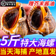蟹君寶海螺鮮活特大新鮮海捕超大號響螺帶黃貝類海鮮水產(chǎn)大全3斤裝順豐 中號2斤裝（約8-10個/斤）
