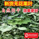 同仁堂無(wú)花果葉子痔瘡 藥用洗用新鮮干貨500·g內(nèi)服外熏自然干1斤煮茶 500··克 無(wú)花果葉