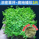 瘋狂水草（FKSC）水草植物直接入缸莫斯水草懶人魚(yú)缸造景套餐竹節草凈化 【新手濃密草坪】爬地矮珍3片（約8*8cm）