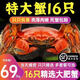 【活蟹】尋錦旗艦店 興化紅膏大閘蟹 去繩足重 全母蟹 只只滿(mǎn)黃 只只爆黃全母蟹（1.2兩-1.5兩）8只裝