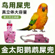 哇米金太陽(yáng)鸚鵡專(zhuān)用衣服牡丹玄鳳屎屁兜紙尿褲尿布鳥(niǎo)類(lèi)尿不濕防拉屎 【M碼】金太陽(yáng)/玄鳳/和尚/月輪