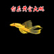 黃金大胡子魚(yú)大帆紅藍眼胡子24K胡子清道夫除藻工具魚(yú)迷彩胡子魚(yú) 黃金大帆3.5-4cm2條送1條備損