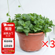 花翁盆栽綠植客廳陽臺香草綠植物 大盆薄荷（原土簡易盆）3盆源頭直發(fā)