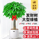 靜黛軒發(fā)財樹(shù)盆栽大型綠植辦公室喬遷開(kāi)業(yè) 獨桿1.4-1.6m聚財盆源頭直發(fā)