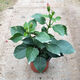 春沭扶?；缢募局匕昱柙约t色朱瑾牡丹草花卉植物室內陽(yáng)臺開(kāi)花綠植物 粉色扶桑 不含盆