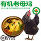 儲(chǔ)褚【有機(jī)】老母雞 散養(yǎng)土雞蛋 鮮活現(xiàn)殺生鮮雞肉滋補(bǔ)月子餐雞湯禮盒 1只裝禮盒老母雞（約1.2kg)有機(jī)