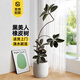 花兮繪黑金剛橡皮樹客廳大盆栽造型室內(nèi)大型綠植好養(yǎng)四季辦公室陽臺植物 【特級橡皮樹】1.5-1.7米+膠盤+禮包