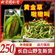 北京同仁堂黃金草腎精草長白山腎精茶東北野生草黃金草腎精草嗷嗷叫茶 嗷嗷叫250g