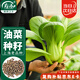 壽禾 上海青油菜種子種苗蔬菜種籽青梗菜秋季菜籽 上海青種子20g/袋*4
