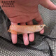老牌漁場(chǎng)紅龍魚銀龍魚金龍魚或觀賞魚魚苗 一公一母【盲盒發(fā)貨】