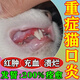 貓口炎噴劑2801治療貓咪爛嘴流口水牙齦紅腫口腔消炎清潔除臭藥劑 一瓶裝【貓咪口炎噴劑】