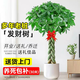 花財主大型植物 辮子發(fā)財樹(shù)綠蘿綠植 各種大盆栽吸甲醛盆栽開(kāi)業(yè)喬遷慶典 辮子發(fā)財樹(shù)1.5-1.7米 含盆