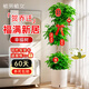 植男植女新店開(kāi)業(yè)送禮喬遷之喜綠植真盆栽大盆室內三層綠寶幸福樹(shù)源頭直發(fā)