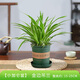 開(kāi)時(shí)果 金邊吊蘭盆栽懶人好養活植物 室內桌面垂吊陽(yáng)臺綠植源頭直發(fā)包郵 【約15-25cm】金邊吊蘭+磚紅加侖盆