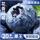 四叔公果蔬云南L25花香藍(lán)莓【順豐-次日達(dá)多地】新鮮藍(lán)莓水果中秋節(jié)送禮盒裝 【金標(biāo)臻選級果王】單果20-16mm 125g*6盒裝【爆款推薦】凈100g