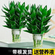 綠有意觀音竹富貴竹水培植物帶根花卉綠植綠蘿室內(nèi)盆栽轉(zhuǎn)運竹子水養(yǎng)好養(yǎng) 2盆】觀音竹3棵簡易杯+液