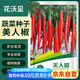 花沃里美人椒100粒/包 蔬菜種子盆栽陽臺種菜土四季菜籽陽臺/庭院種植